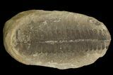 Pecopteris Fern Fossil (Pos/Neg) - Mazon Creek #89922-2